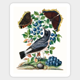 Northern Wheatear, Bilberry and Camberwell Beauty and Pupa Sticker